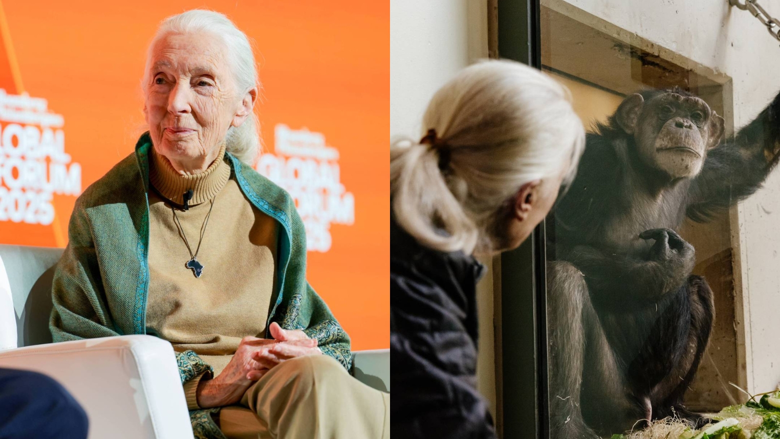 Jane Good Rip Jane Goodall Dies at 91: Pioneering Chimpanzee Researcher and ...