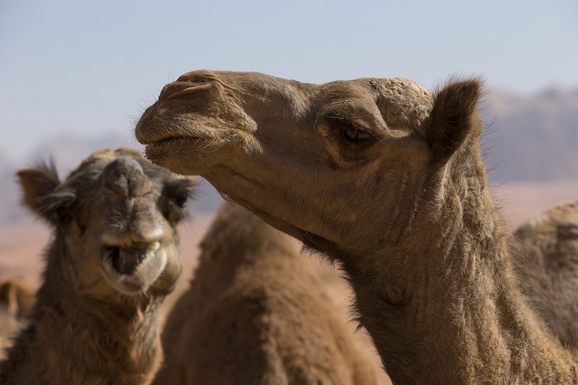 【深度遊】一次過看盡約旦7大奇景