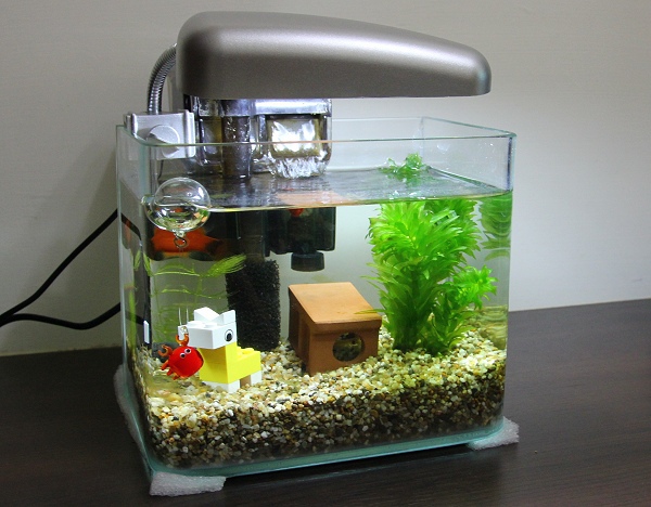 金魚也會中暑！4個預防中暑要點你要知