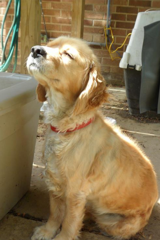 成屋都係狗毛？你要知道7個狗狗甩毛原因