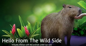 【止旅行癮】線上參加國際音樂Party、遊覽動物園!必試3款虛擬旅遊體驗 【止旅行癮】線上參加國際音樂Party、遊覽動物園!必試3款虛擬旅遊體驗