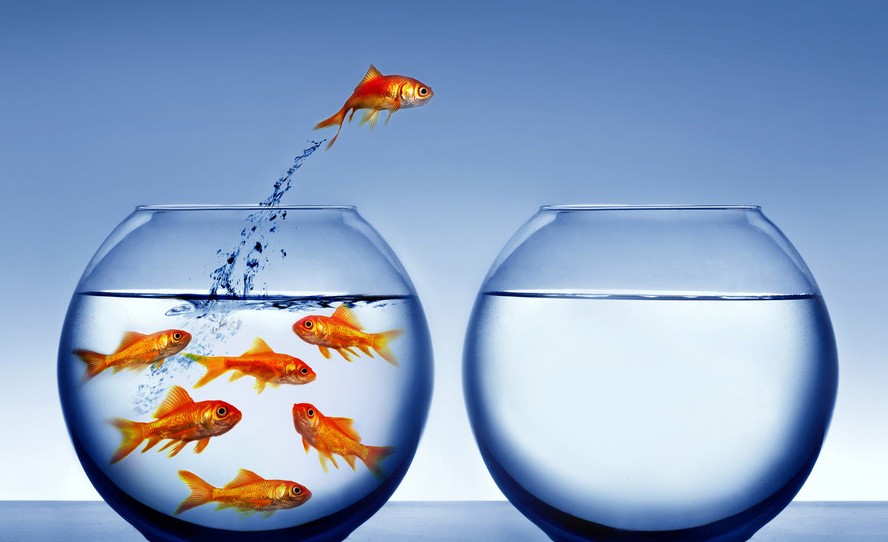 金魚也會中暑！4個預防中暑要點你要知