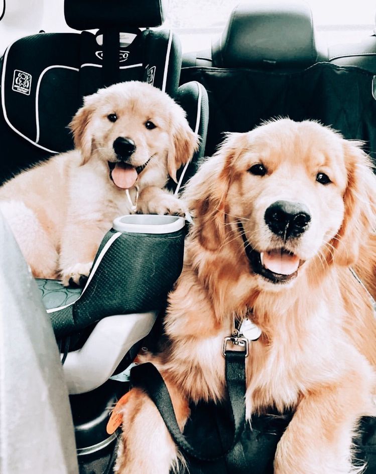 狗狗一生入面分為 4 個重要階段！唔知你家愛犬正處於那一個階段呢？