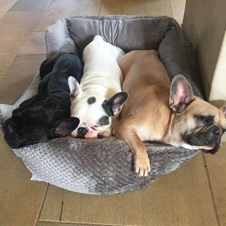 我的主人是明星！可愛明星寵物特集