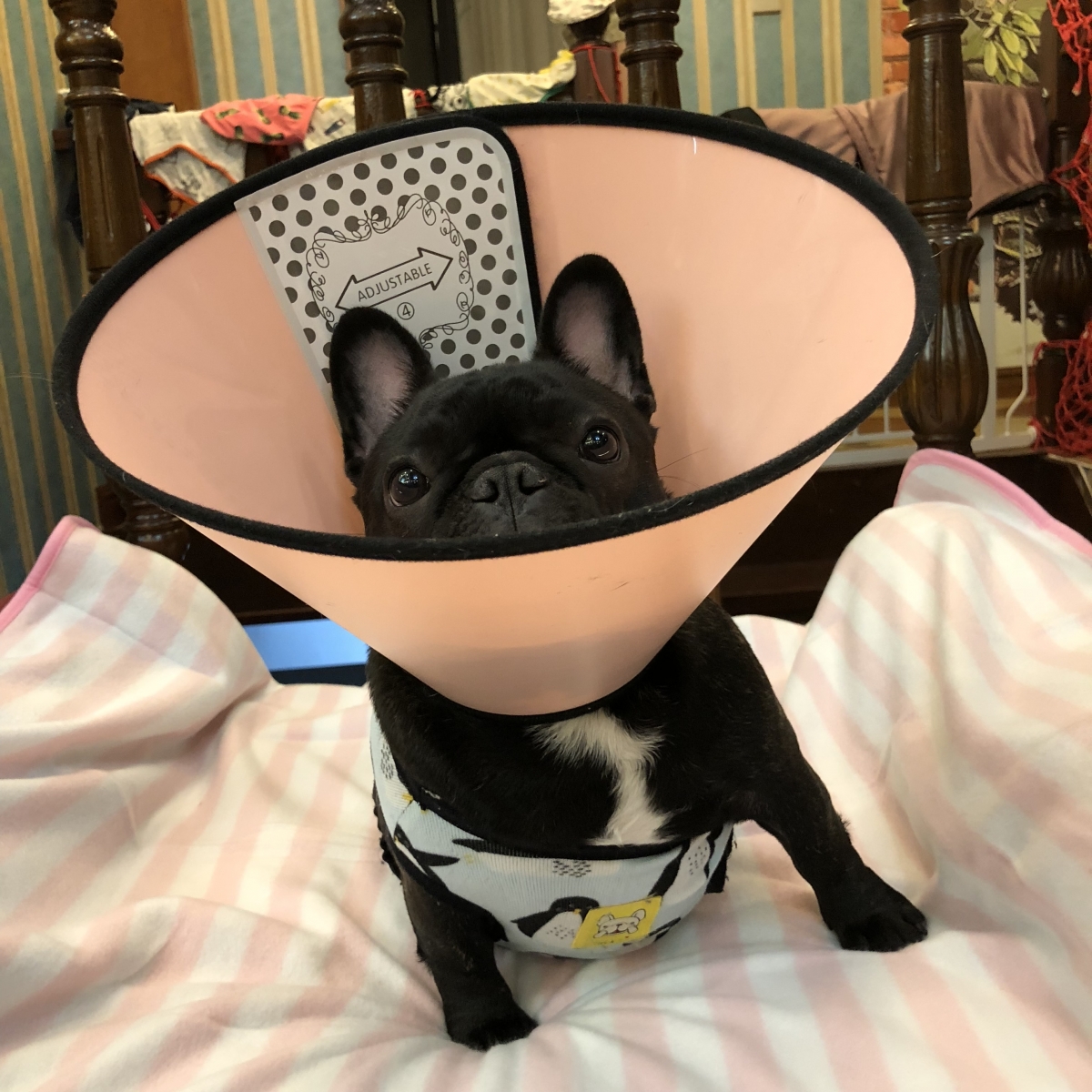 幫狗狗剃毛要注意這5大要點! 幫狗狗剃毛要注意這5大要點!