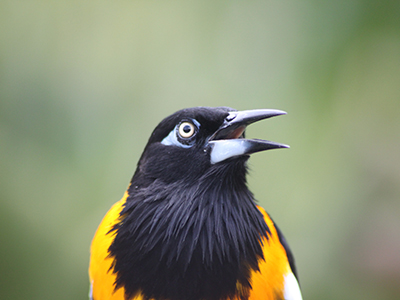 你了解雀鳥嗎?8個雀鳥身體語言主人一定要知 你了解雀鳥嗎?8個雀鳥身體語言主人一定要知
