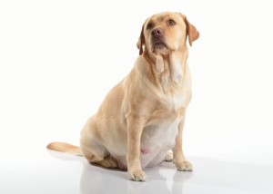 如何妥善照顧懷孕中的狗媽媽？