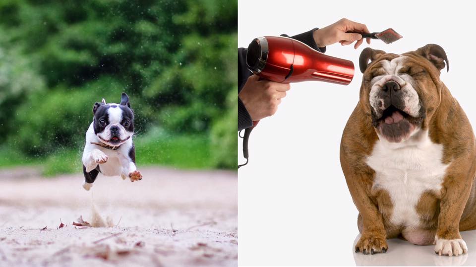 成屋都係狗毛？你要知道7個狗狗甩毛原因