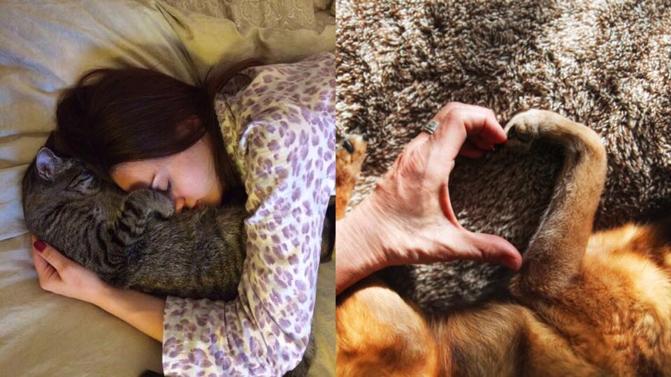 養寵物可以改善抑鬱病？6個養寵物的好處！