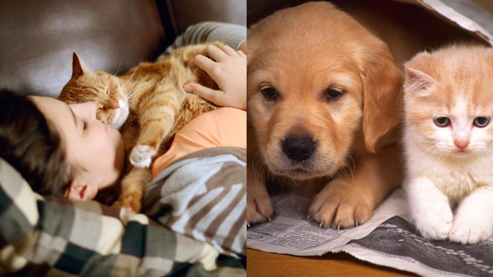 養寵物可以改善抑鬱病？6個養寵物的好處！