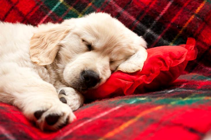 想狗狗睡得好?你要做好這5大要點 想狗狗睡得好?你要做好這5大要點