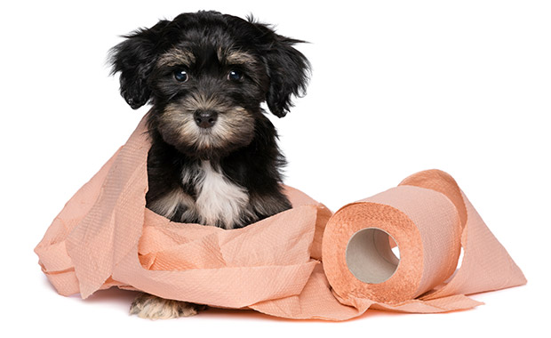 想狗狗懂得自己上廁所？以下5大訓練招數你要知