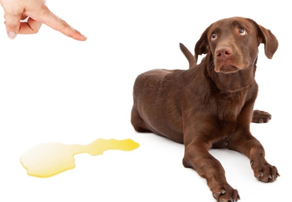 想狗狗懂得自己上廁所？以下5大訓練招數你要知