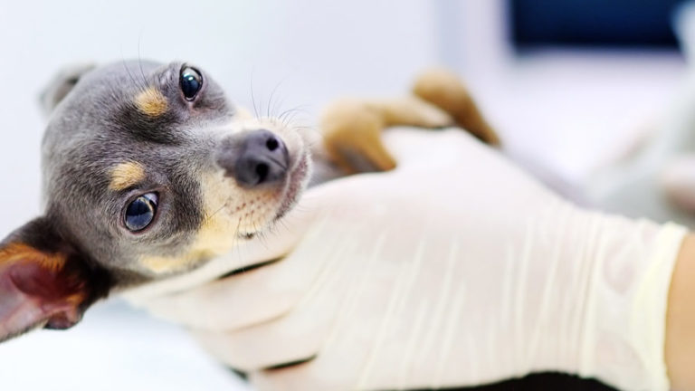 如何妥善照顧懷孕中的狗媽媽？