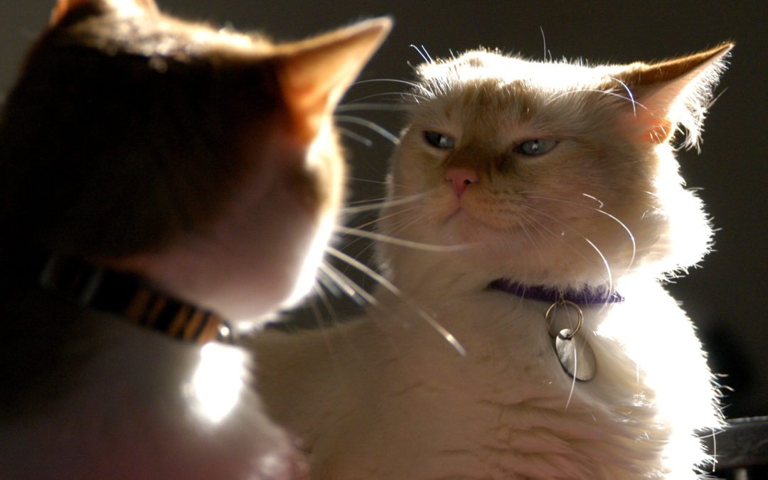 唔想屋企貓咪打架？6個糾正方法主人一定要知