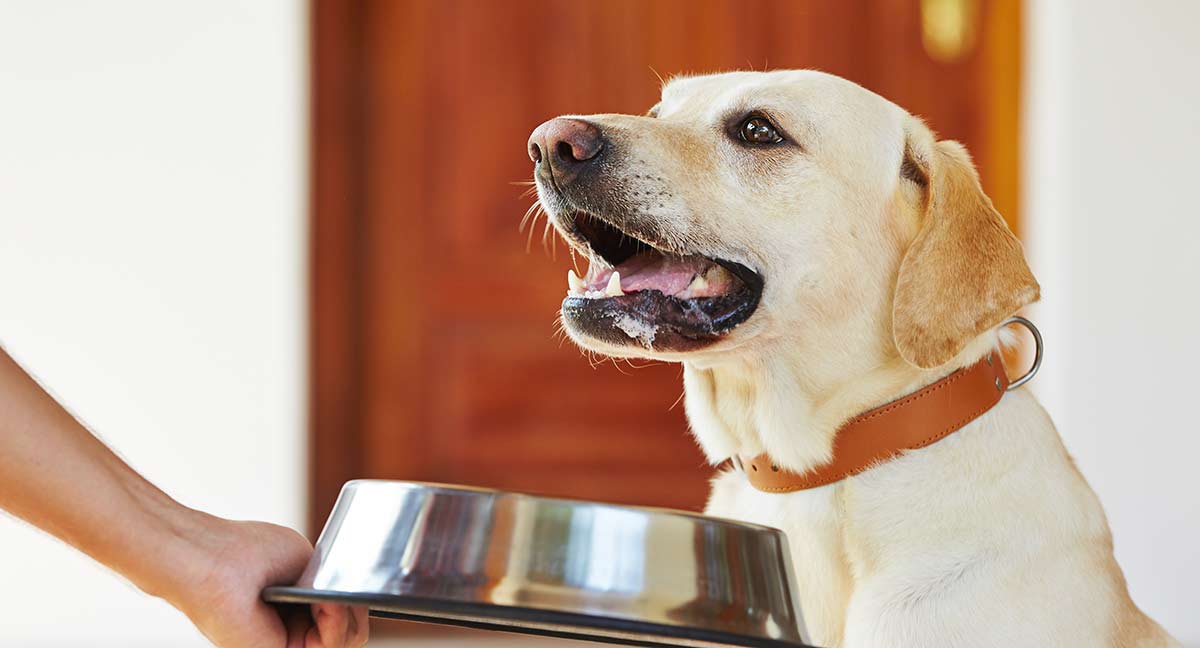 如何妥善照顧懷孕中的狗媽媽？