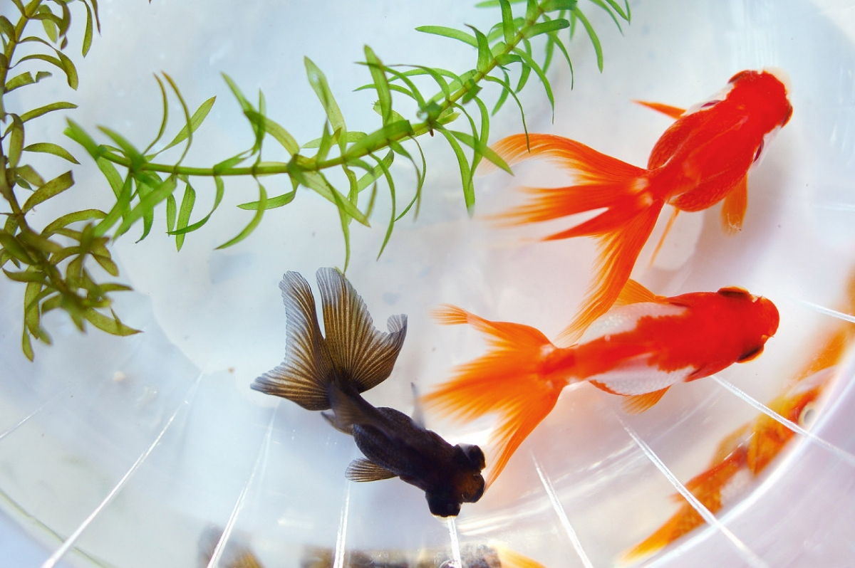 金魚也會中暑！4個預防中暑要點你要知