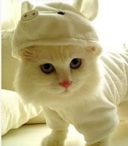 貓咪都怕凍!貓奴必睇5個喵星人保暖tips 貓咪都怕凍!貓奴必睇5個喵星人保暖tips