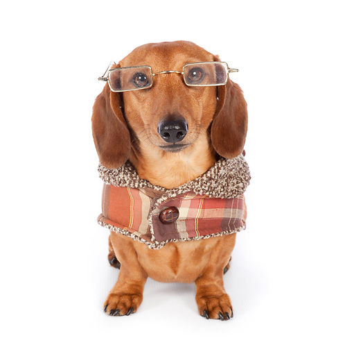 狗狗一生入面分為 4 個重要階段！唔知你家愛犬正處於那一個階段呢？