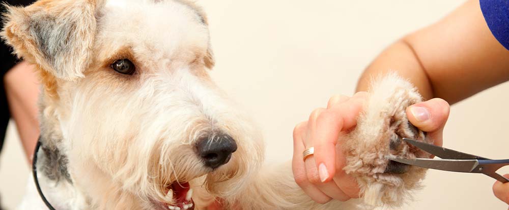 幫狗狗剃毛要注意這5大要點! 幫狗狗剃毛要注意這5大要點!