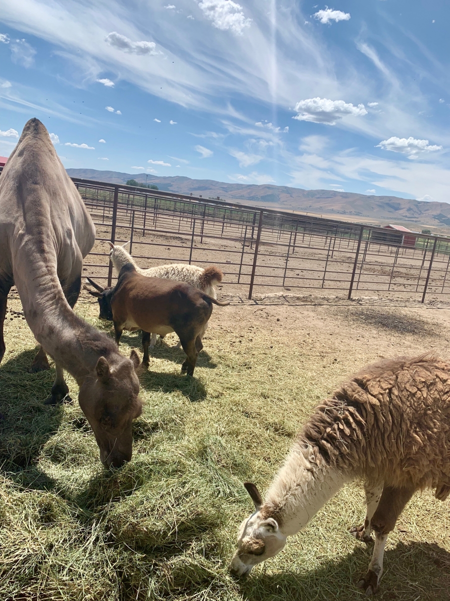 精油之旅 Aroma Journey