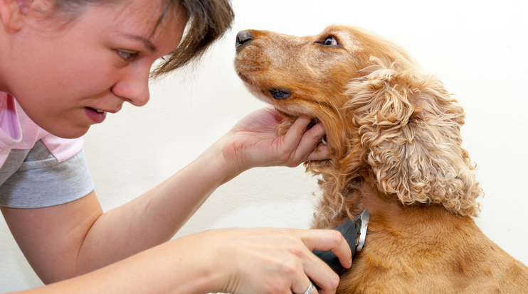 幫狗狗剃毛要注意這5大要點! 幫狗狗剃毛要注意這5大要點!