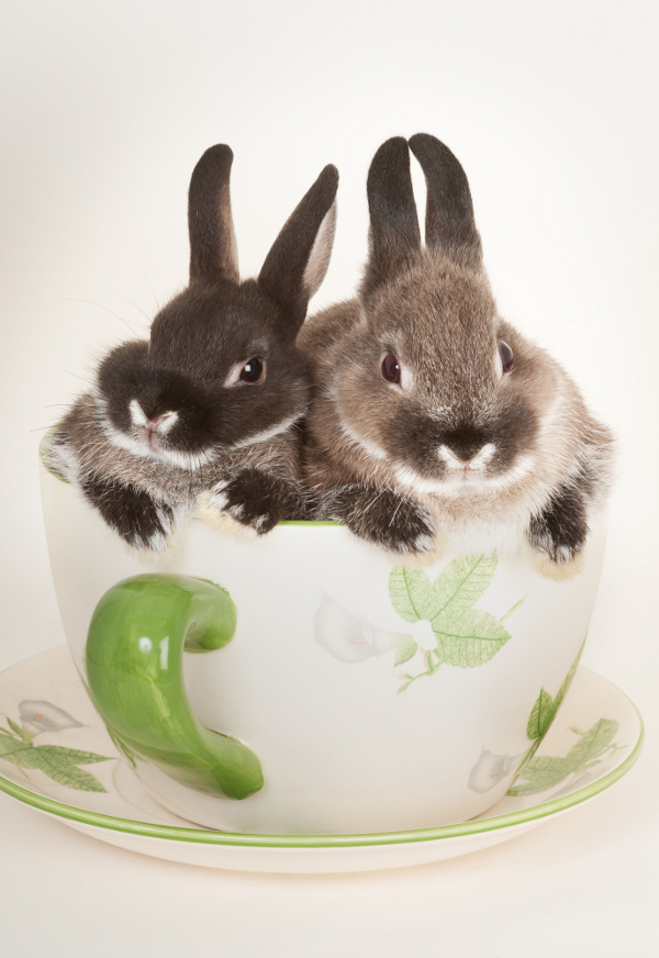 超治癒！把人融化的東京人氣兔子寫真展