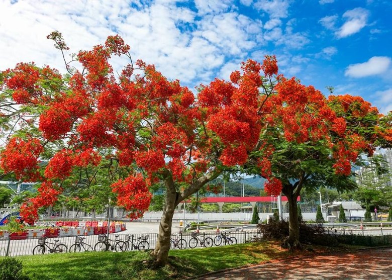 唔使搭飛機！香港都有賞花風景線