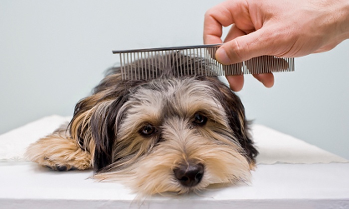 成屋都係狗毛？你要知道7個狗狗甩毛原因