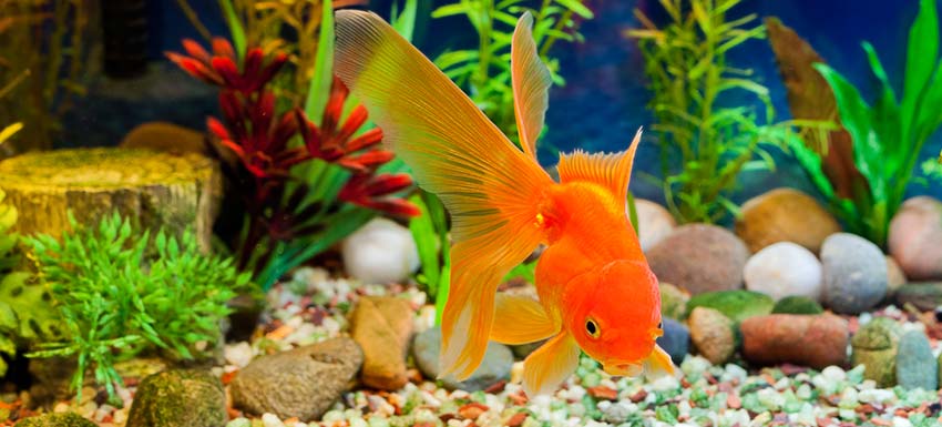 金魚也會中暑！4個預防中暑要點你要知