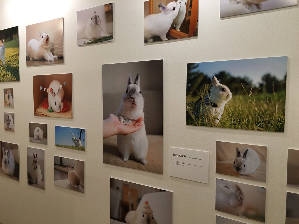 超治癒！把人融化的東京人氣兔子寫真展