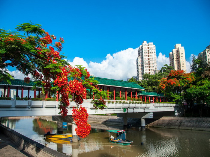 唔使搭飛機！香港都有賞花風景線