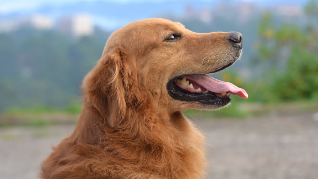 點解狗狗愛舔鼻？3大原因狗主一定要知