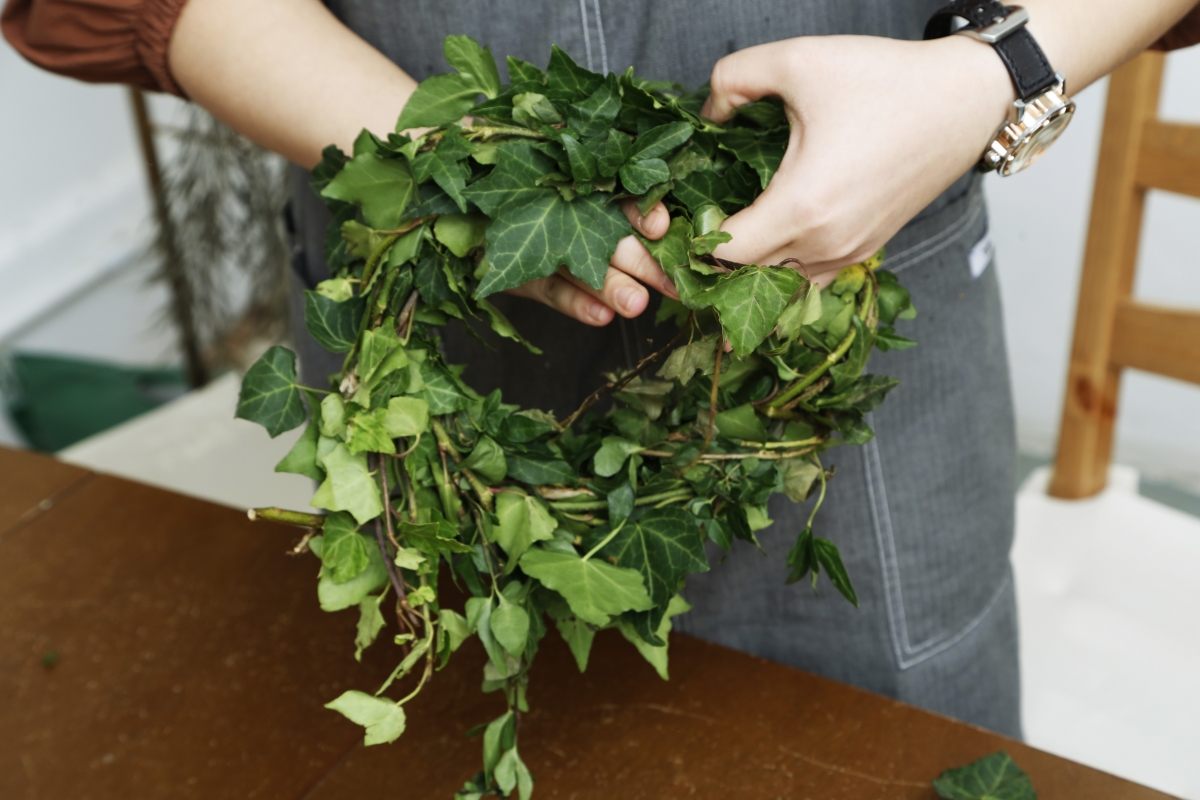 step 1_將一卷新鮮的長春藤彎曲成圓形。