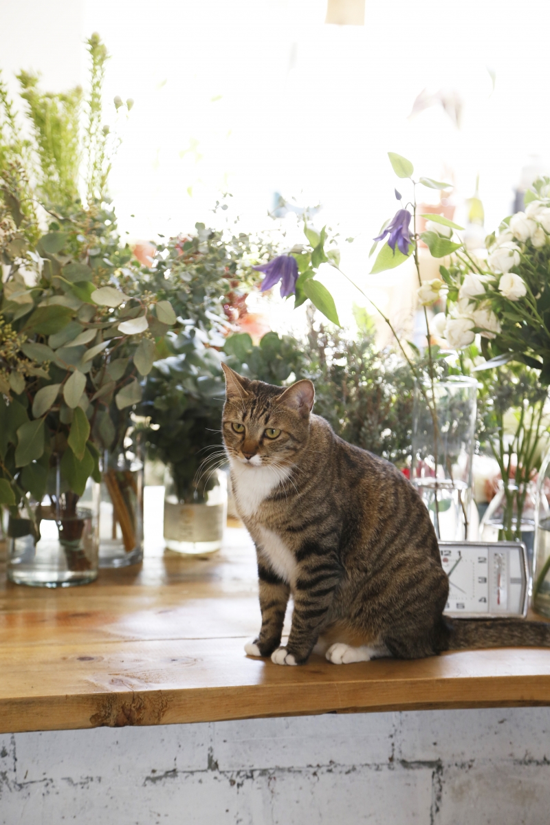 花舍的店長是兩隻胖胖的貓咪。