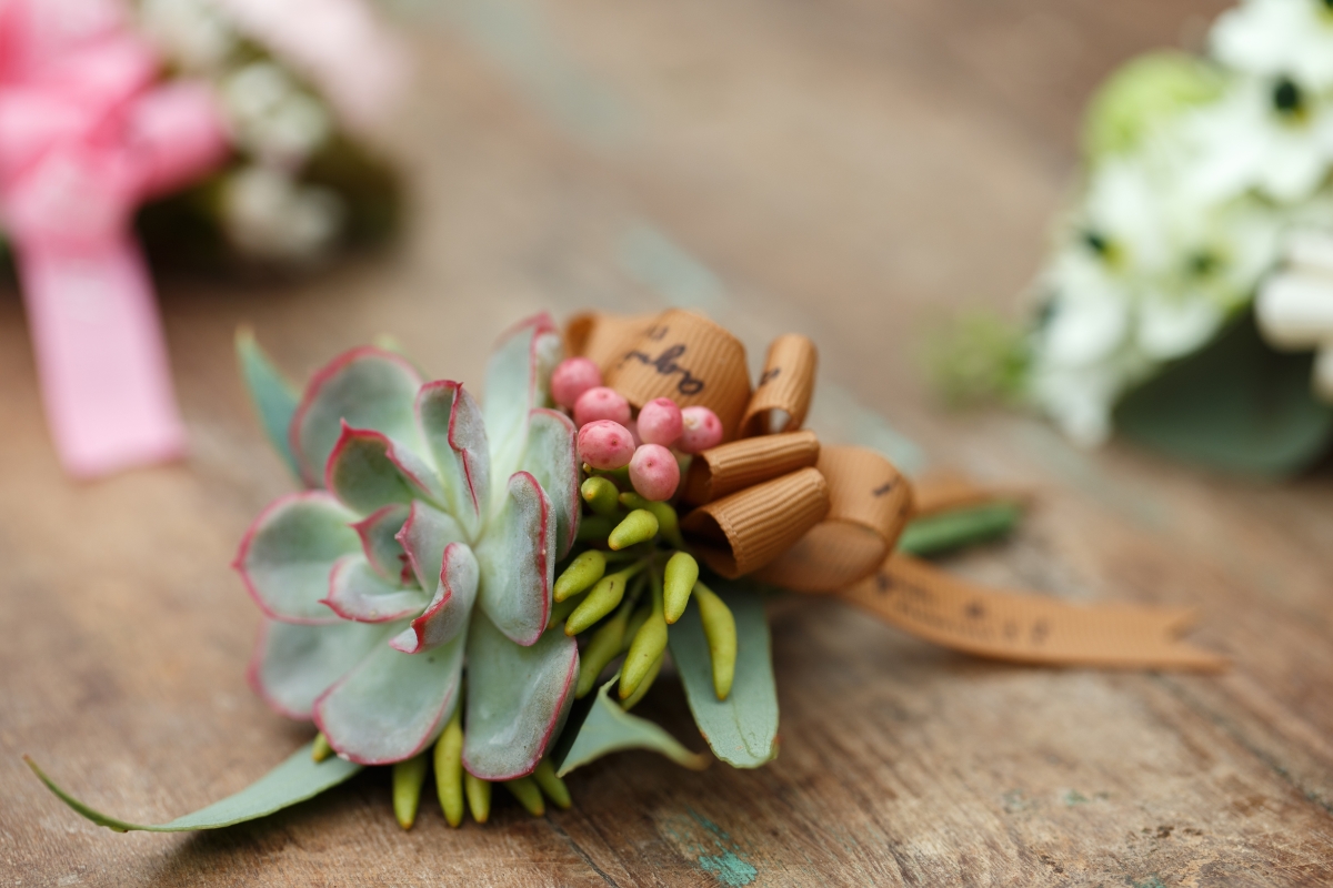 echeveria_$100