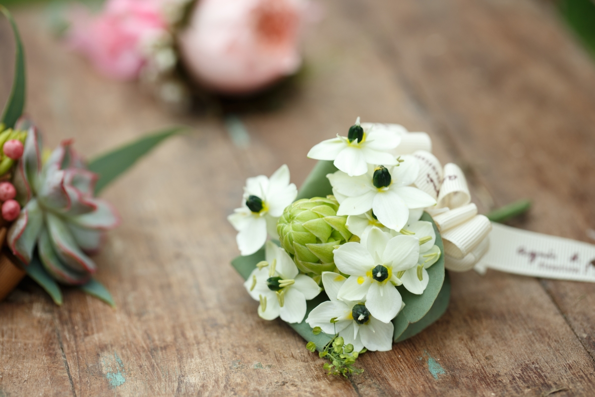 Ornithogalum_$100