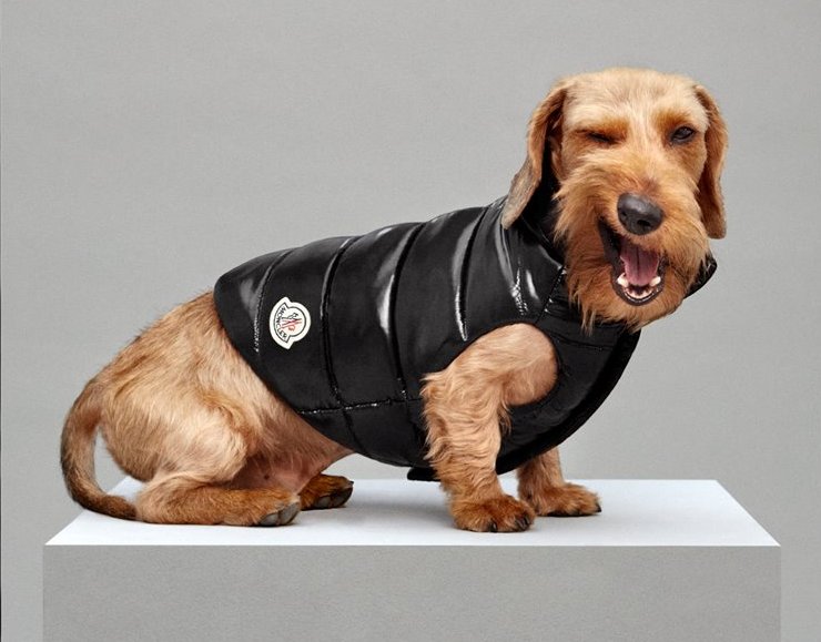 Moncler & Poldo Dog Couture 羽絨外套 $4,200