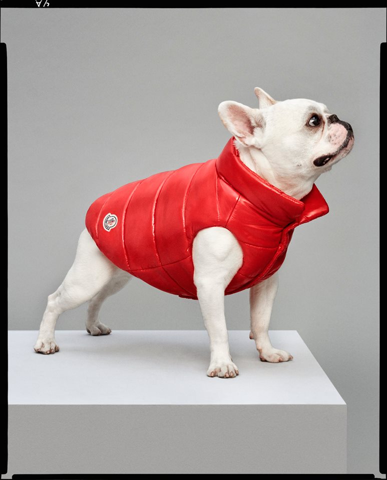 Moncler & Poldo Dog Couture 羽絨外套 $4,200