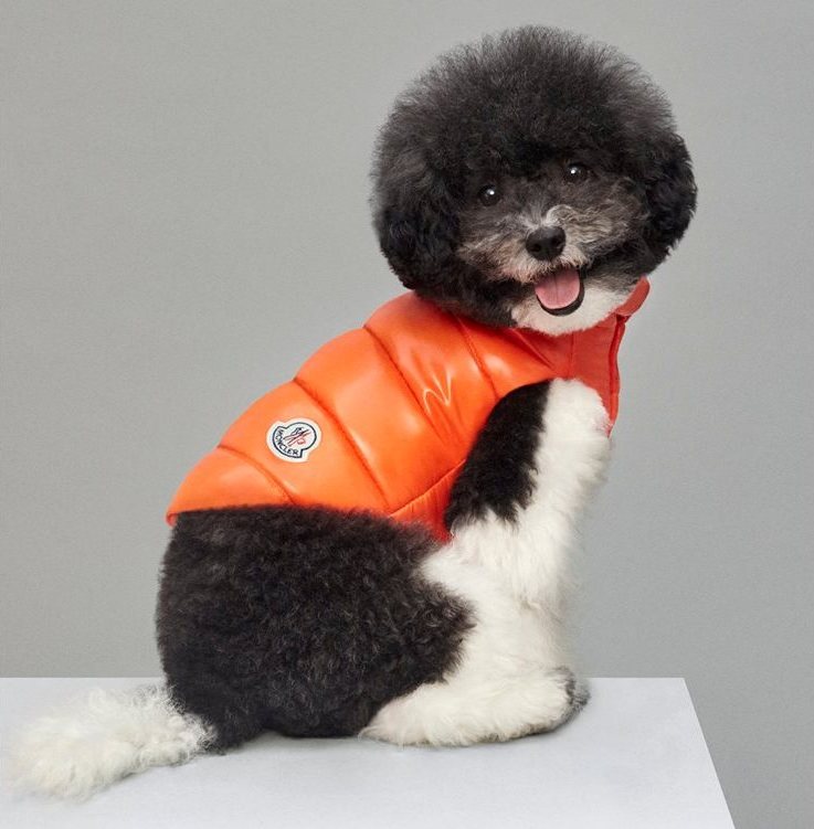 Moncler & Poldo Dog Couture 羽絨外套 $4,200