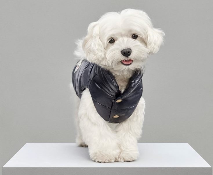 Moncler & Poldo Dog Couture 羽絨外套 $4,200