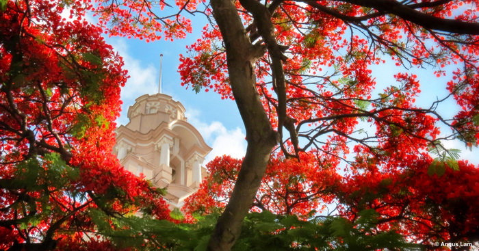 唔使搭飛機！香港都有賞花風景線