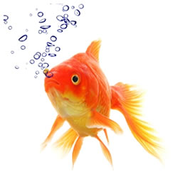 金魚也會中暑！4個預防中暑要點你要知