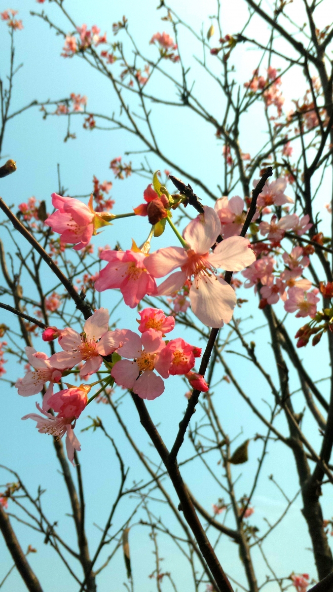 Let’s Hanami!2017春賞花大作戰！（三）：香港篇