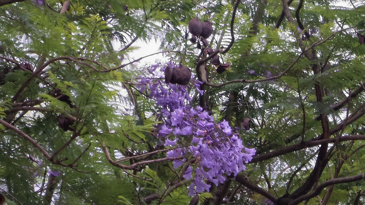 Let’s Hanami!2017春賞花大作戰！（三）：香港篇