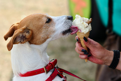 幫毛孩消暑！教你自製狗狗雪糕