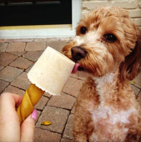 幫毛孩消暑！教你自製狗狗雪糕