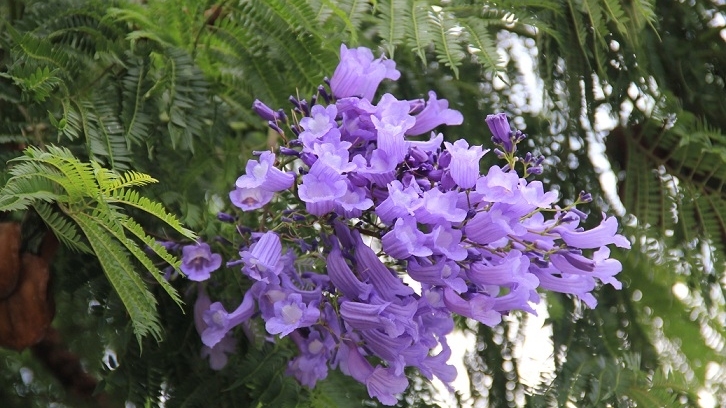 唔使搭飛機！香港都有賞花風景線