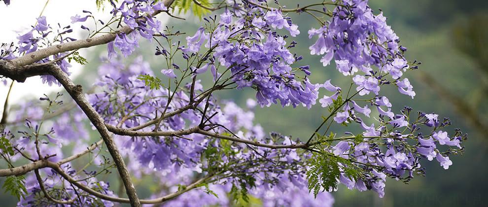 唔使搭飛機！香港都有賞花風景線