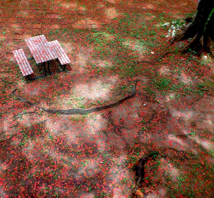 唔使搭飛機！香港都有賞花風景線